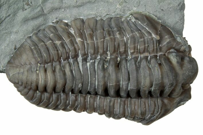 Prone Flexicalymene Trilobite - Mt Orab, Ohio #347289